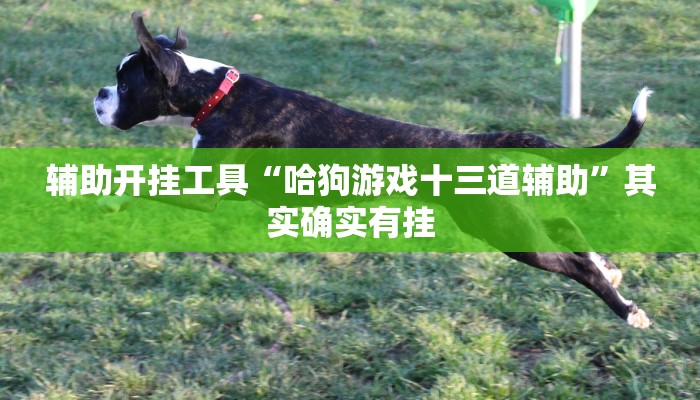 辅助开挂工具“哈狗游戏十三道辅助”其实确实有挂